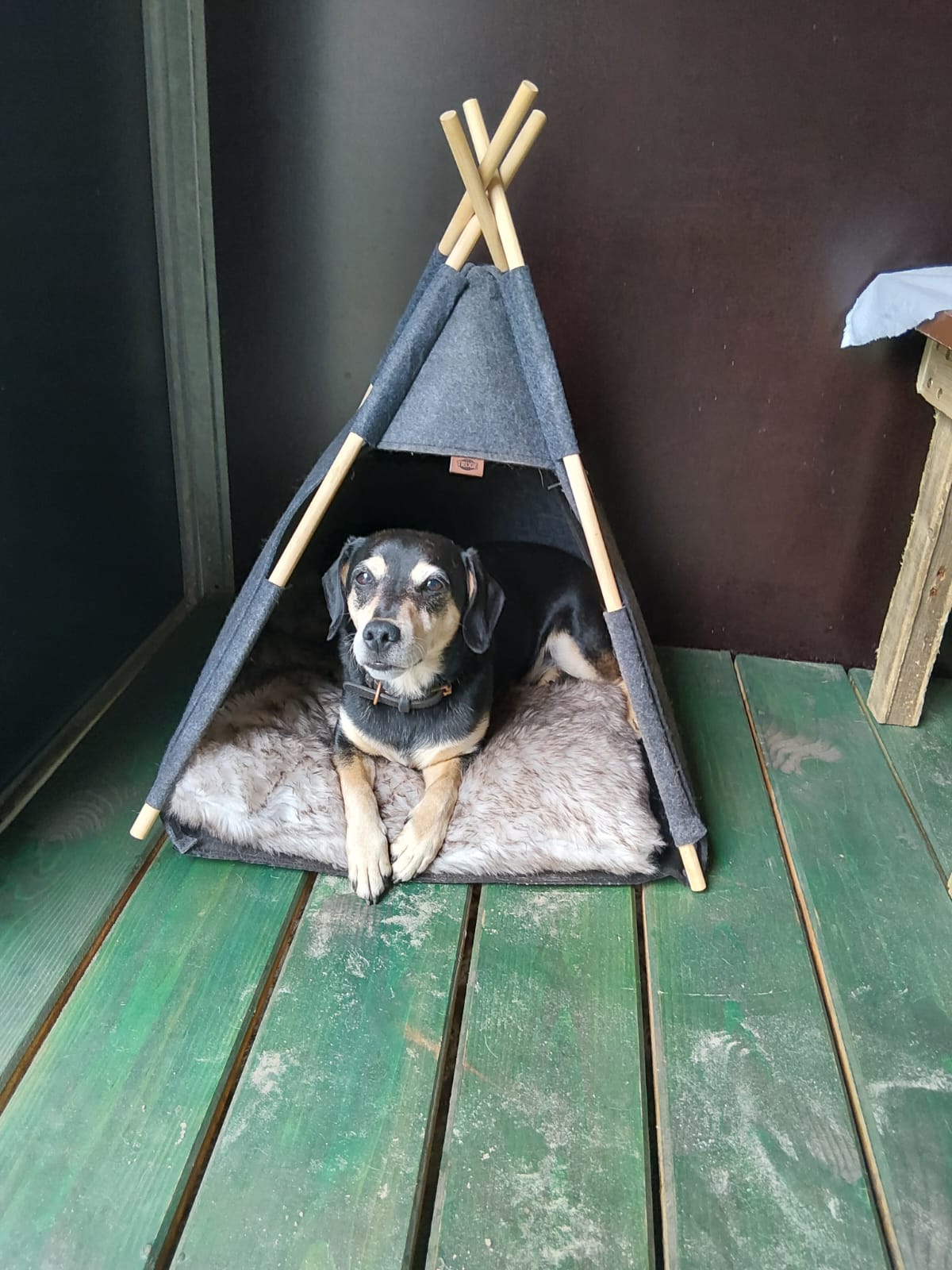 Hund Snappy in seinem kleinen Zelt